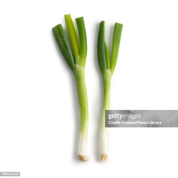 spring onions - cebolla de primavera fotografías e imágenes de stock