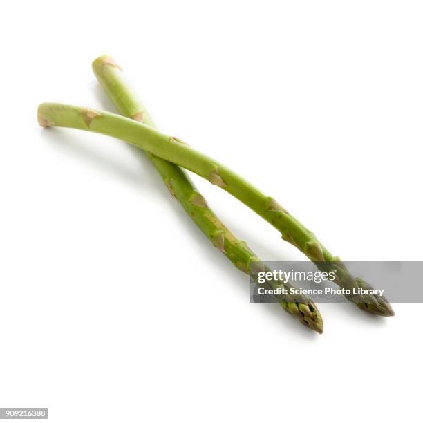 asparagus - asparagus stock pictures, royalty-free photos & images