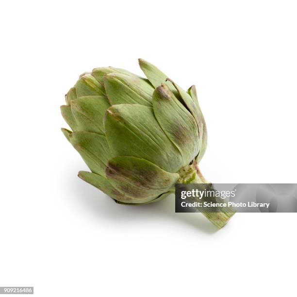 artichoke - artischocke stock-fotos und bilder