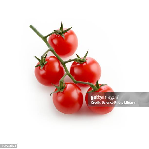 cherry tomatoes on the vine - cherry tomato stock pictures, royalty-free photos & images