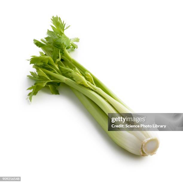 celery - セロリ ストックフォトと画像