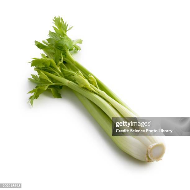 celery - bleekselderij stockfoto's en -beelden