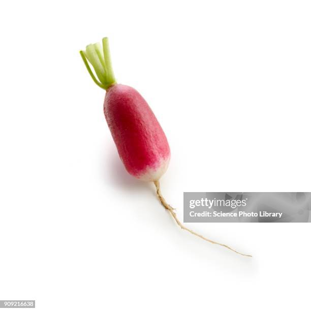 radish - radijs stockfoto's en -beelden