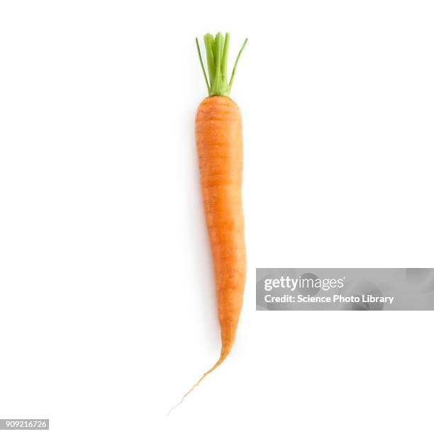 carrot - white background photos et images de collection