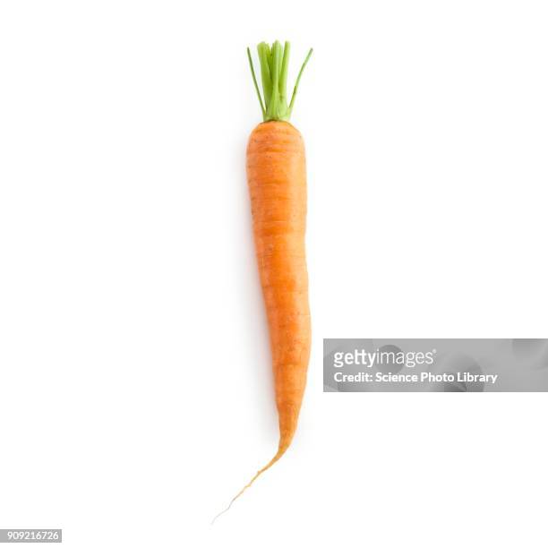 carrot - carrot stockfoto's en -beelden