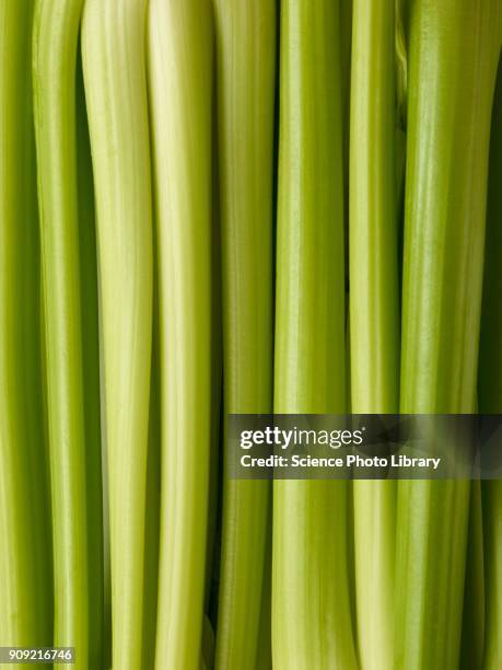 celery - celery bildbanksfoton och bilder