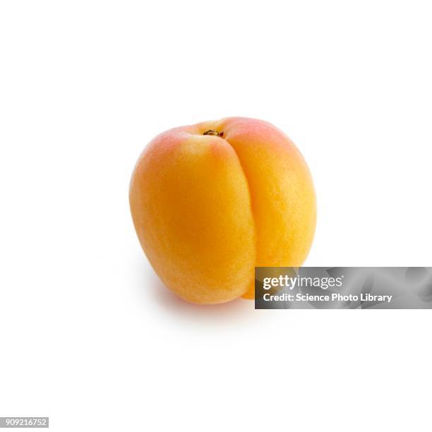 apricot - albaricoque fotografías e imágenes de stock