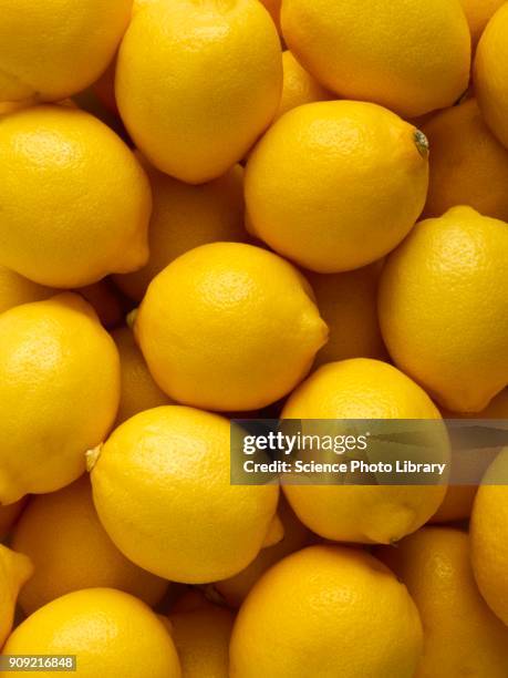 lemons - lemon stockfoto's en -beelden