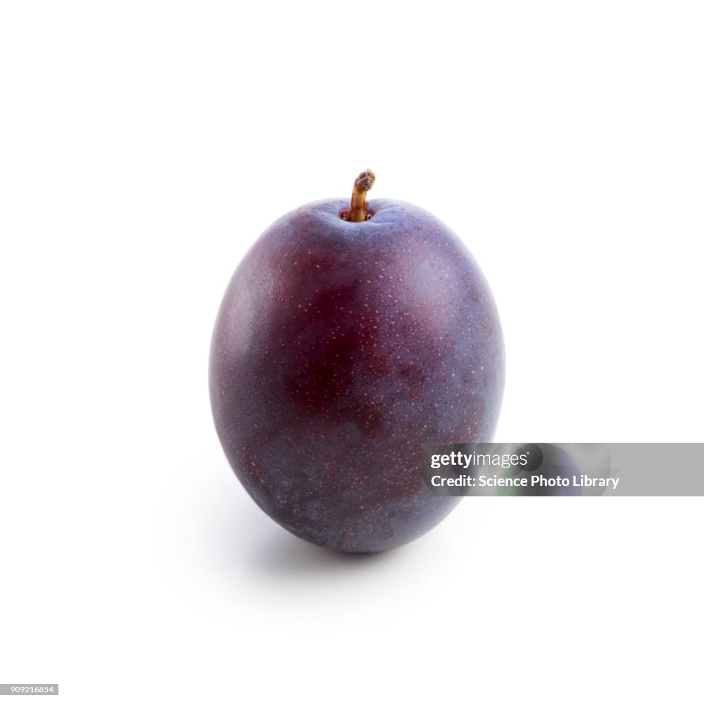 Plum