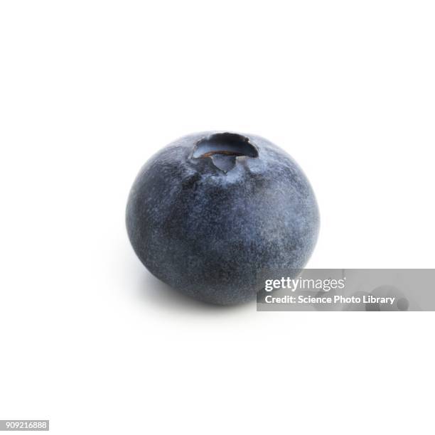 6,315 Single Blueberry Stock Photos, High-Res Pictures, and Images ...