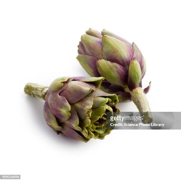 violet artichokes - artichoke stock pictures, royalty-free photos & images