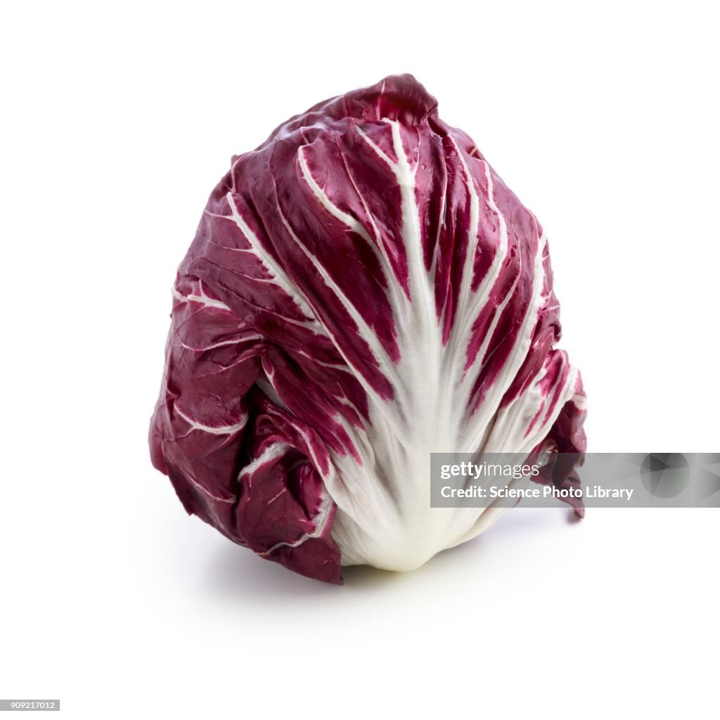 Radicchio