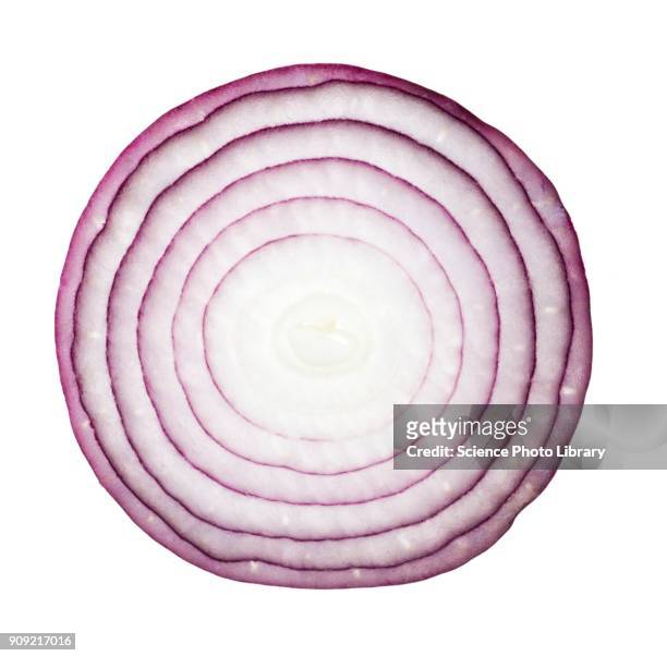 red onion - gemüsezwiebel stock-fotos und bilder