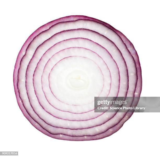 red onion - red onion imagens e fotografias de stock