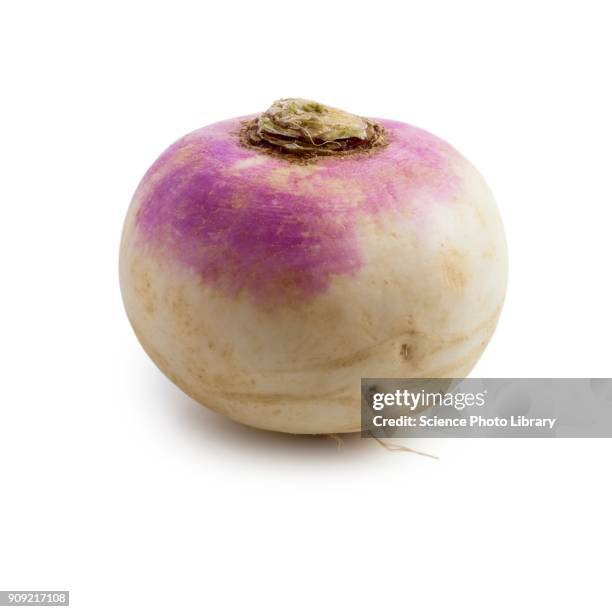 turnip - turnip stock pictures, royalty-free photos & images