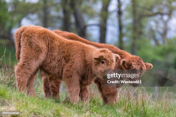 great britain, scotland, scottish highlands, highland cattles, two young animals - highland cow stockfoto's en -beelden