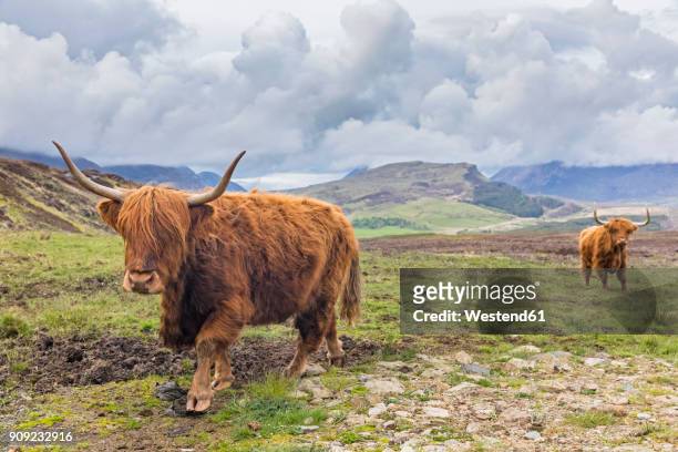 great britain, scotland, scottish highlands, highland cattles - highland cow stockfoto's en -beelden