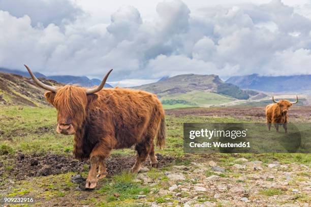 great britain, scotland, scottish highlands, highland cattles - highland cow stock pictures, royalty-free photos & images