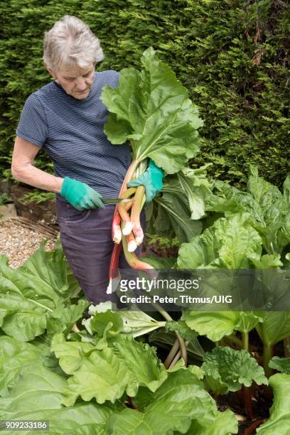 elderly woman picking common garden rhubarb - rhubarb photos et images de collection