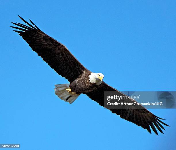 bald eagle in flight - nationalsymbol bildbanksfoton och bilder