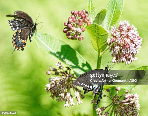 black swallowtail butterflies, male, female, milkweed flowers - black swallowtail butterfly stockfoto's en -beelden
