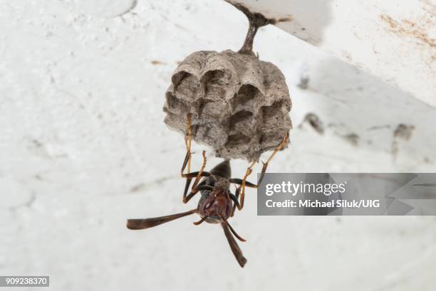 female metricus paper wasp, building new nest on eave of garage. - polistes wasps stock pictures, royalty-free photos & images