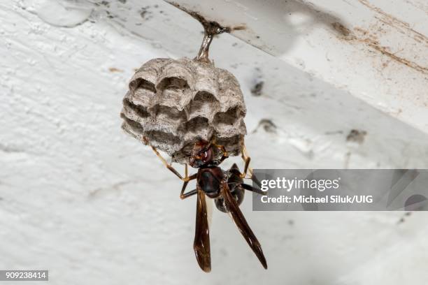 female metricus paper wasp, building new nest on eave of garage. - polistes wasps stock pictures, royalty-free photos & images