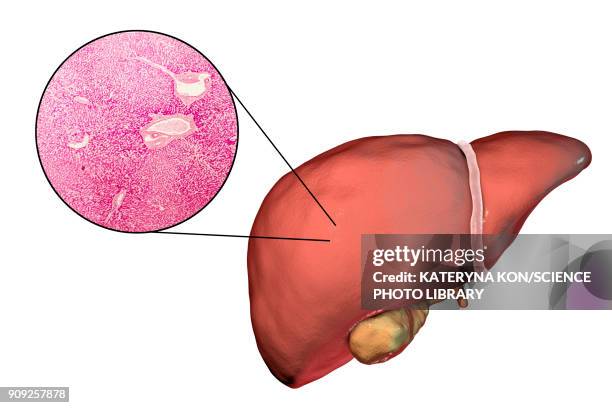 liver isolated on white background and liver tissue under mi - 光学顕微鏡図点のイラスト素材／クリップアート素材／マンガ素材／アイコン素材
