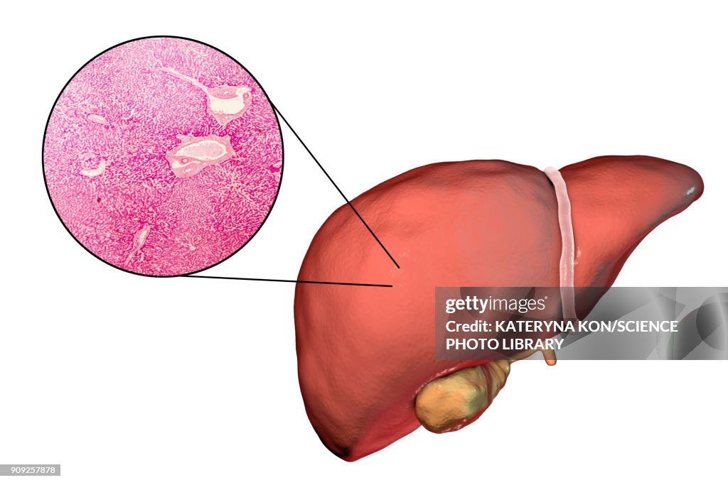 Liver isolated on white background and liver tissue under mi