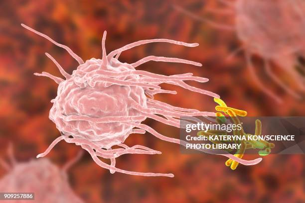 macrophage engulfing tuberculosis bacteria - macrophage stock illustrations