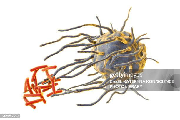 illustrazioni stock, clip art, cartoni animati e icone di tendenza di macrophage engulfing tuberculosis bacteria - macrofago