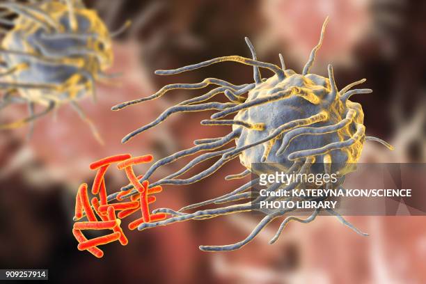 macrophage engulfing tuberculosis bacteria - phagocytosis stock illustrations