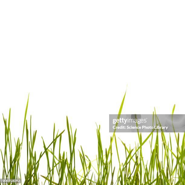 sprouting wheatgrass - wheatgrass stock pictures, royalty-free photos & images