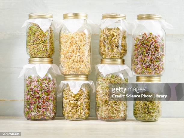 sprouting beans in jars - taugé stockfoto's en -beelden