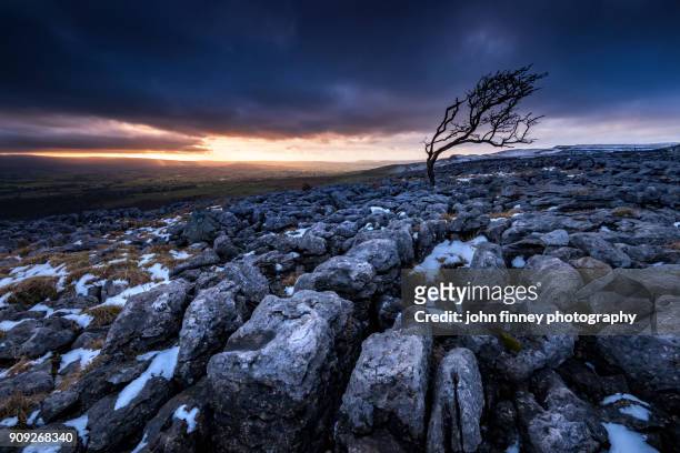 windswept tree. yorkshire dales. uk. - limestone pavement - fotografias e filmes do acervo