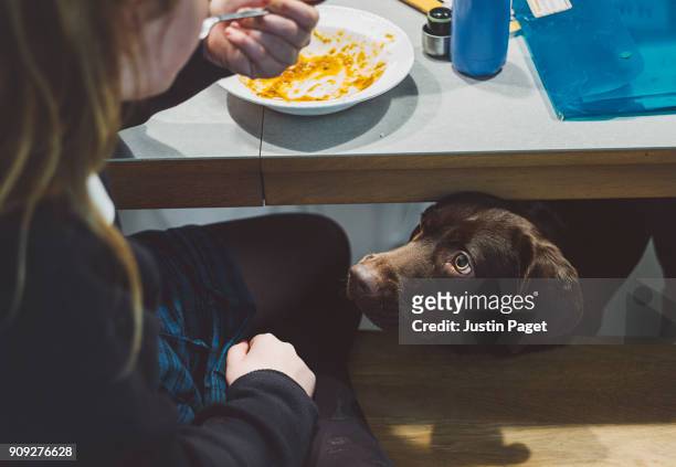dog watching girl eating - tabel stock pictures, royalty-free photos & images