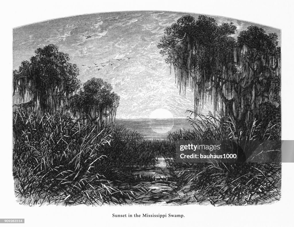 Sunset in the Mississippi Swamp, Louisiana, United States, American Victorian Engraving, 1872