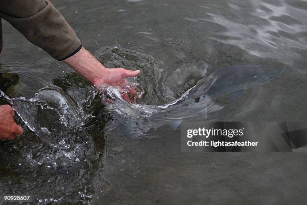 salmon release - catch of fish stock pictures, royalty-free photos & images