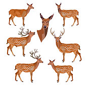 Collection of deer