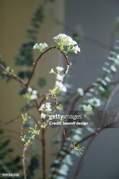 eucalyptus with spirea - spirea stock pictures, royalty-free photos & images