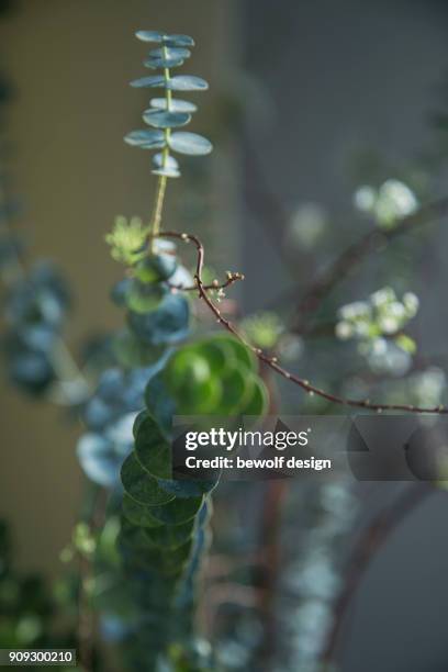 eucalyptus with spirea - spirea stock pictures, royalty-free photos & images