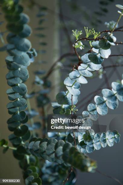 eucalyptus with spirea - spirea stock pictures, royalty-free photos & images