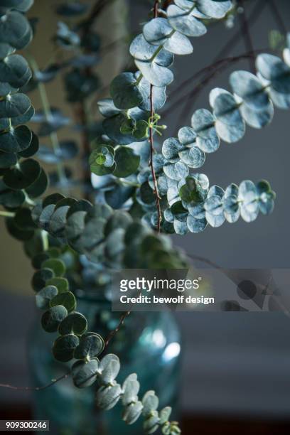 eucalyptus with spirea - spirea stock pictures, royalty-free photos & images
