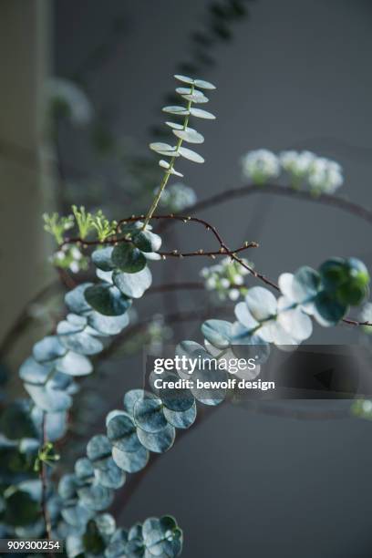 eucalyptus with spirea - spirea stock pictures, royalty-free photos & images