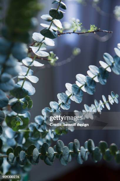 eucalyptus with spirea - spirea stock pictures, royalty-free photos & images