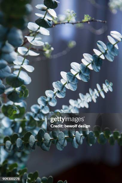 eucalyptus with spirea - spirea stock pictures, royalty-free photos & images