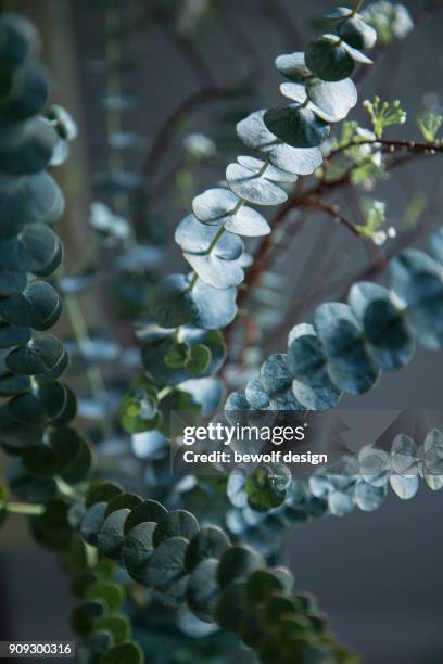 eucalyptus with spirea - spirea stock pictures, royalty-free photos & images