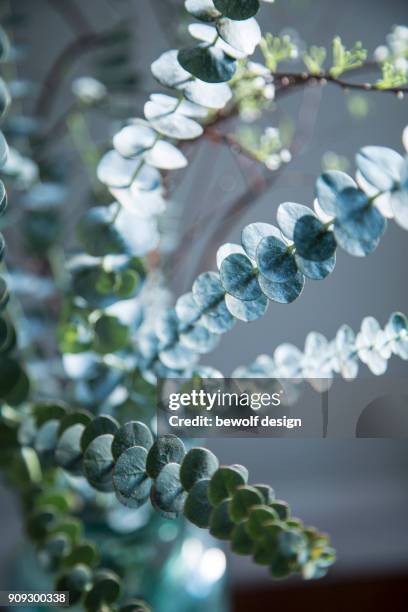 eucalyptus with spirea - spirea stock pictures, royalty-free photos & images