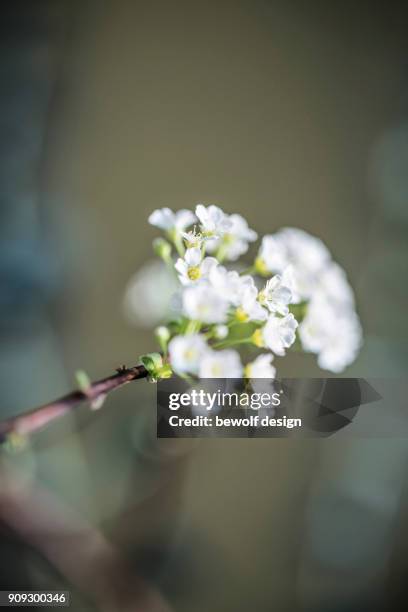 eucalyptus with spirea - spirea stock pictures, royalty-free photos & images