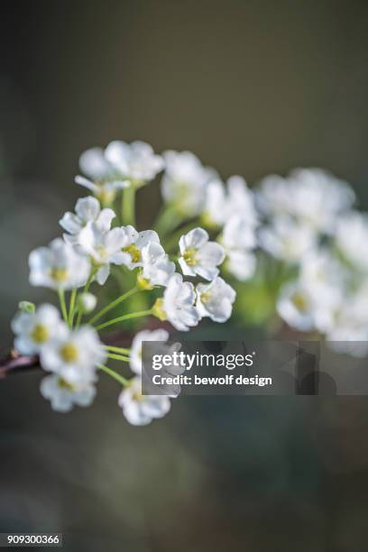 eucalyptus with spirea - spirea stock pictures, royalty-free photos & images